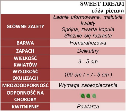 SWEET DREAM pienna róża
